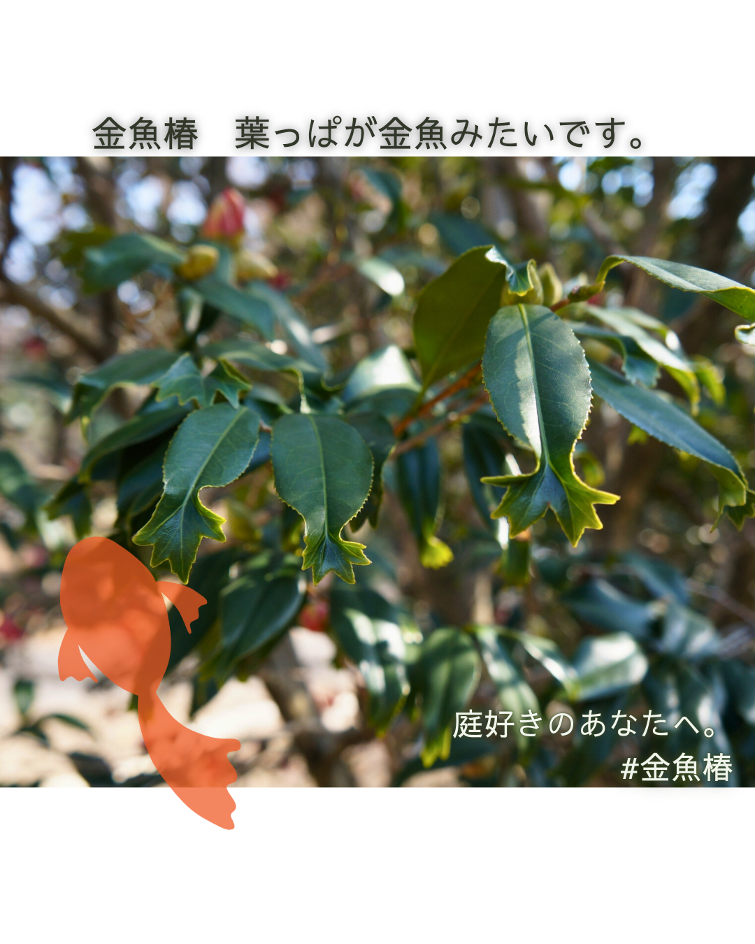 金魚椿